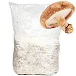 For-teen-decorative-Shiitake-mushroom-grain-spawn-for-cultivation-growing-isolate-white-background-150X150-compressed-webp
