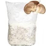 for-teen-decorative-Oyster-mushroom-grain-spawn-for-cultivation-growing-isolate-white-background-150X150-compressed-webp