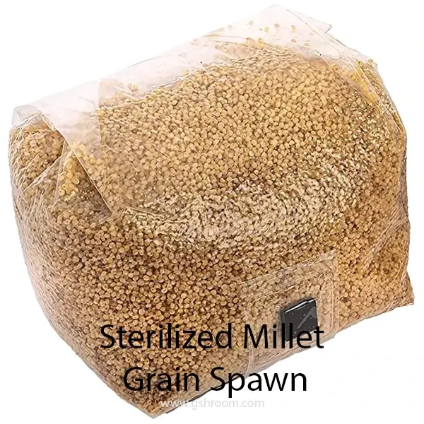Sterilized Millet Grain Spawn Gshroom