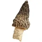 yellow-morel-or-dried-black-morel-mushroom-true-morchella-isolate-white-background-closeup-150X150-compressed-webp