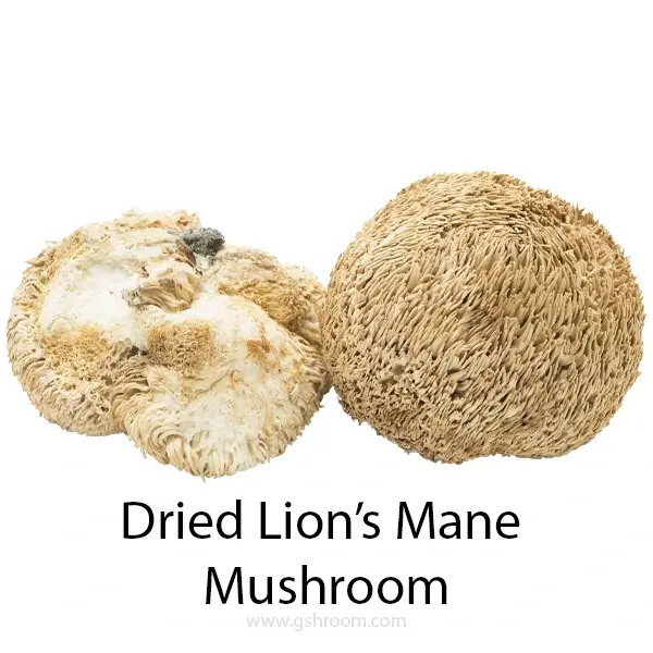 Soft-Dried-Lions-Mane-or-Lions-mane-dried-or-Dehydrated-Lions-Mane-Mushroom-or-Dehydrated-Lions-Mane-or-sundried-Lions-Mane-or-dry-Hericium-erinaceus-or-preserved-lionsmane