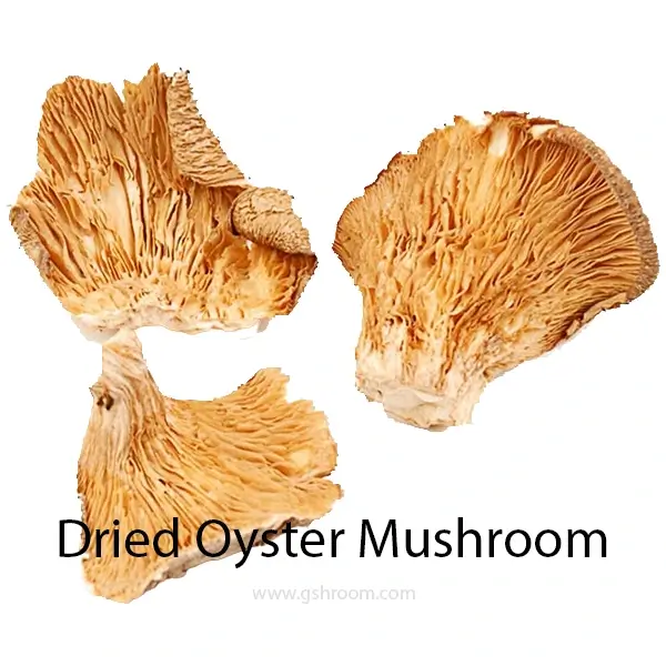 Wild-mushroom-Dried-Oyster-Mushrooms-or-dehydrated-Oyster-Mushroom-or-dry-Oyster-Mushroom-or-dehydrated-pleurotus-ostreatus-preserved-sundried