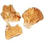 chanterelle-like-Dried-Oyster-Mushrooms-or-dehydrated-Oyster-Mushroom-or-dry-Oyster-Mushroom-or-dehydrated-pleurotus-ostreatus