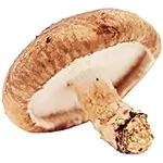 common-mushroom-or-shiitake-or-jamir-shitake-or-shi-take-or-lentinula-edodes-or-lentinus-edodes-or-fresh-shiitake-mushroom