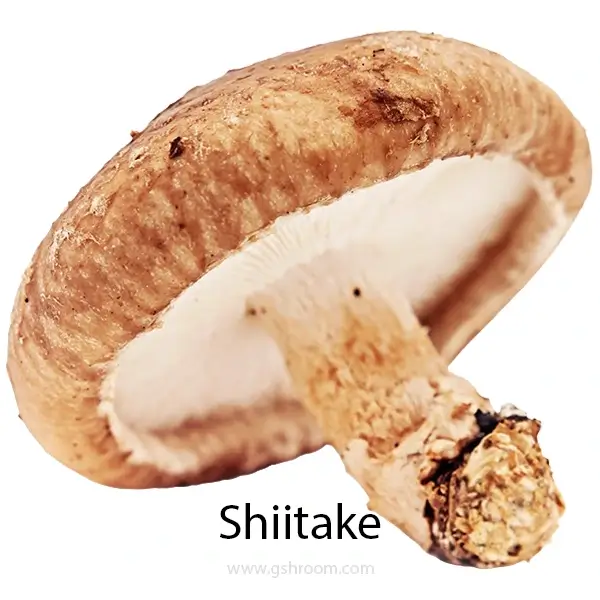 common-mushroom-shiitake-or-jamir-shitake-or-shi-take-or-lentinula-edodes-or-lentinus-edodes-or-fresh-shiitake-mushroom