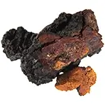 igneous-rock-Chaga-or-Inonotus-obliquus-or-chaga-inonotus-obliquus-or-chagatea-or-chaga-chunks-or-Inonotus-or-birch-mushrom