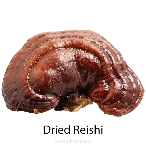 lingzhi-or-red-Reishi-or-Ganoderma-or-Ganoderma-lucidum-or-Reishi-mushroom-or-Ganoderma-mushroom-or-Ganoderma-Reishi-or-Reishi-Ganoderma-lucidum-or-G.lucidum-or-dried-Reishi