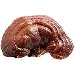 meat-free-lingzhi-mushroom-or-red-Reishi-or-Ganoderma-or-Ganoderma-lucidum-or-Reishi-mushroom-or-Ganoderma-mushroom-or-Ganoderma-Reishi-or-Reishi-Ganoderma-lucidum-or-G.lucidum
