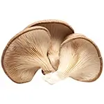 pleurotus-eryngii-or-oyster-mushroom-pleurotus-ostreatus