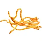 wild-bean-shape-dried-Cordyceps-Militaris-or-C.militaris-or-Cordyceps-or-Cordyceps-mushroom-or-cordyceps-fungus-dry-preserved-sundried
