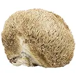 wool-dried-Lions-Mane-or-Lions-mane-dried-or-Dehydrated-Lions-Mane-Mushroom-or-Dehydrated-Lions-Mane-or-sundried-Lions-Mane-or-dry-Hericium-erinaceus-or-preserved-lionsmane