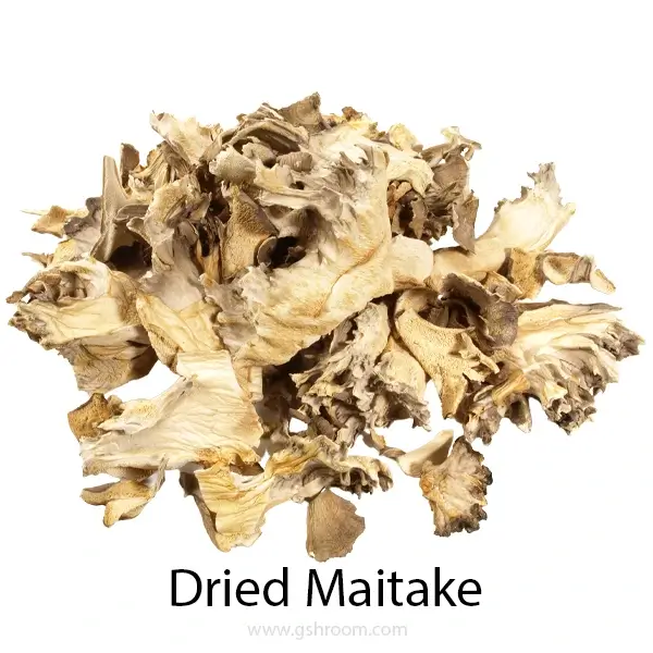 Dry-Maitake-or-Maitake-mushroom-or-Grifola-frondosa-or-Hen-of-the-woods-or-Hen-of-the-woods-mushroom-or-dried-maitake