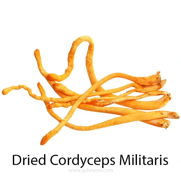 Language-Cordyceps-Militaris-or-Dried-Cordyceps-Militaris-or-C.-militaris-or-Cordyceps-or-Cordyceps-mushroom-or-cordyceps-fungus