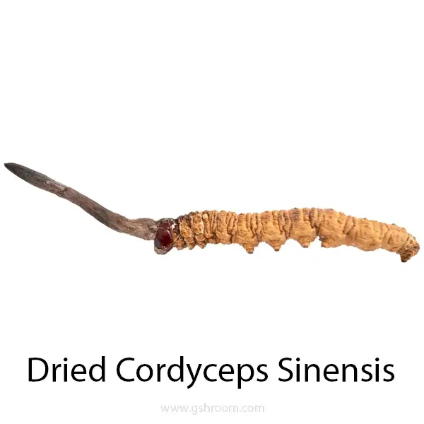 Loja-shape-Cordyceps-or-Cordyceps-mushroom-or-cordyceps-sinensis-or-caterpillar-fungus-or-or-ophiocordyceps-sinensis-or-c-sinensis-or-cordyceps-fungus-or-caterpillar-mushroom-or-yartsa-gunbu