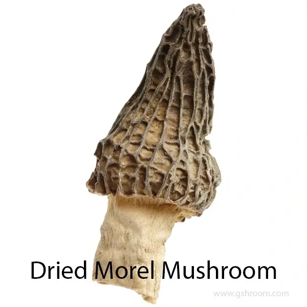 Yellow-morel-or-Morel-mushroom-or-Morchella-or-Morchella-esculenta-or-dried-Morel-or-dried-Morel-mushrooms-or-Black-Morel-or-Black-Morel-mushroom-or-True-morels