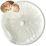 Dinnerware-bowl-white-Oyster-mushroom-petri-dish-or-petri-plate-contain-mycelium-grow-p.Ostreatus