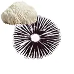 Juju-white-like-Lions-mane-mushroom-spore-print-or-Lions-Mane-Spores