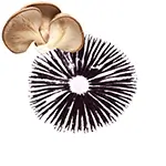 Maryland-california-Oyster-mushroom-spore-print-or-Oyster-spores