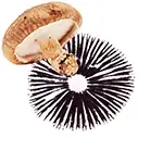 Psilocybe-Cubensis-like-Shiitake-mushroom-spore-print-or-shiitake-spore