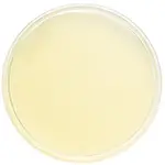 Sabouraud-dextrose-agar-plate-Petri-dish-or-pre-pour-agar-or-agar-agar-with-malt-dextrose-agar-mycology-and-bacteria-science