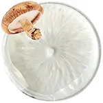 Shop-decor-flower-Petri-dish-filled-Shiitake-or-Petri-plate-containing-L.Edodoes-mycelium-myco-supplies