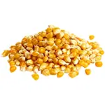 raw-popcorn-white-dried-corn-seed-organic-popcorn-or-yellow-corn-maize-grow-mushroom-grain-spawn-material-home-thumbnail