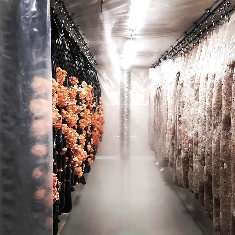 mushroom-farm-gshroom