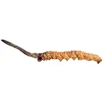 parasitism-dried-chaga-Cordyceps-Sinensis-mix-or-Cordyceps-or-Caterpillar-fungus-or-ophiocordyceps-sinensis-or-C.-Sinensis-cordyceps-mushroom-or-caterpillar-mushroom